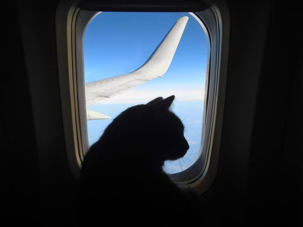 Прививки для кошек для перевозки в самолете thumbnail